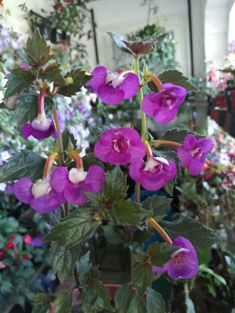  - Achimenes și achimenantha 2020 partea 2