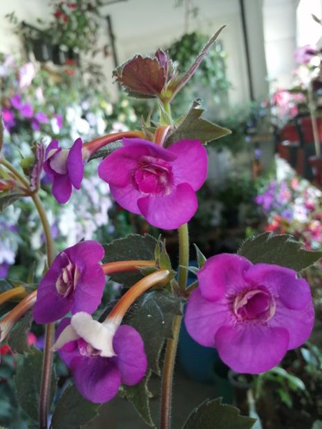  - Achimenes și achimenantha 2020 partea 2