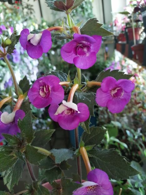  - Achimenes și achimenantha 2020 partea 2