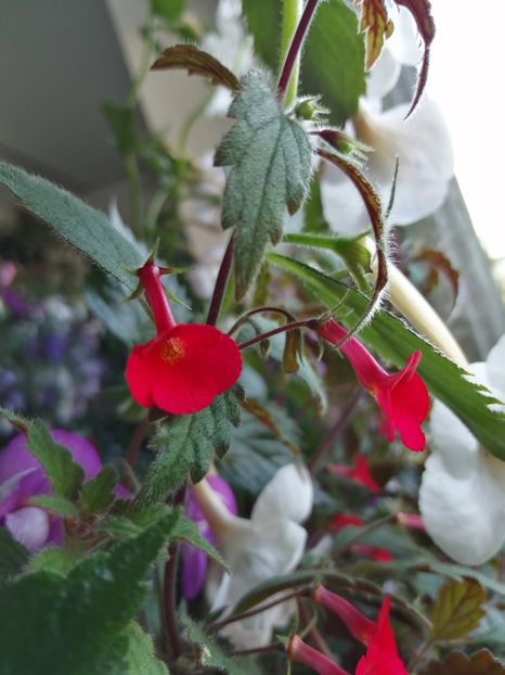  - Achimenes și achimenantha 2020 partea 2