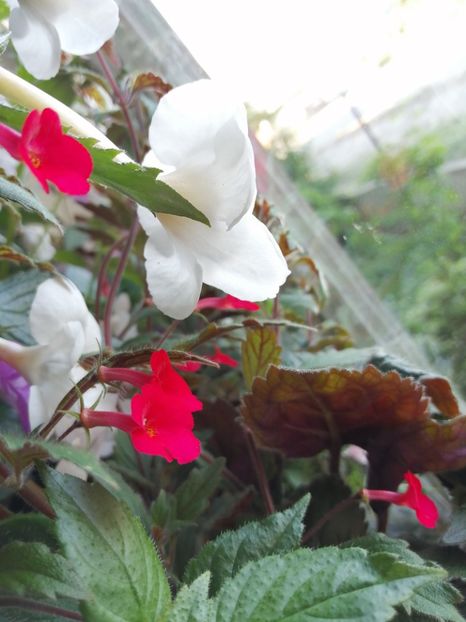  - Achimenes și achimenantha 2020 partea 2