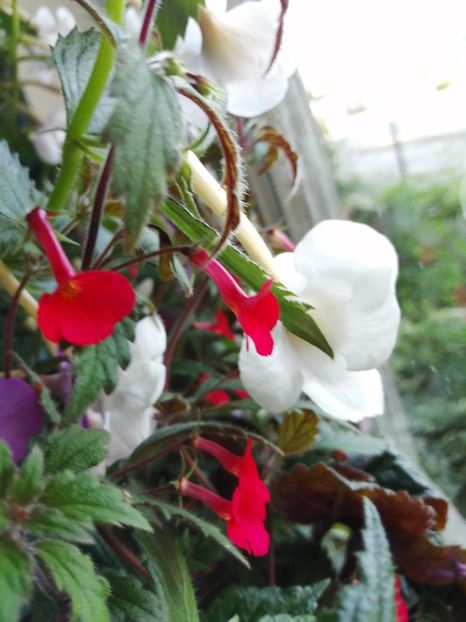  - Achimenes și achimenantha 2020 partea 2