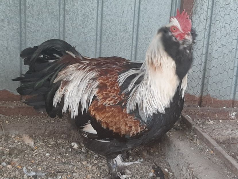  - FAVEROLLES SOMON 2020