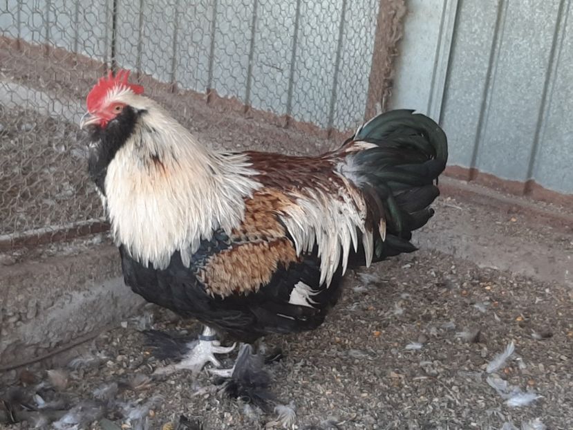  - FAVEROLLES SOMON 2020