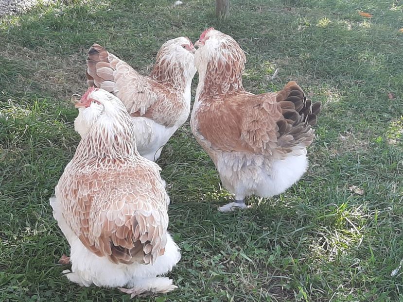  - FAVEROLLES SOMON 2020