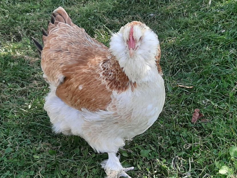  - FAVEROLLES SOMON 2020