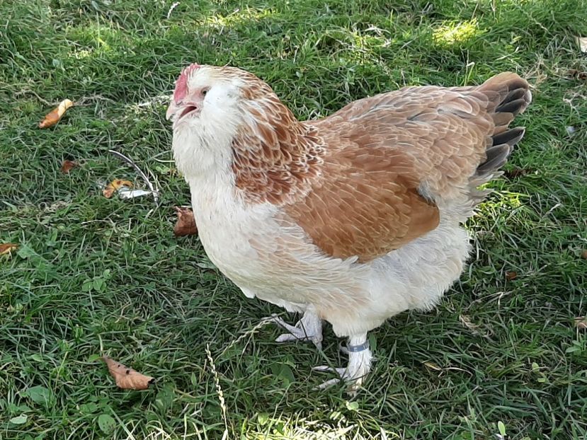  - FAVEROLLES SOMON 2020