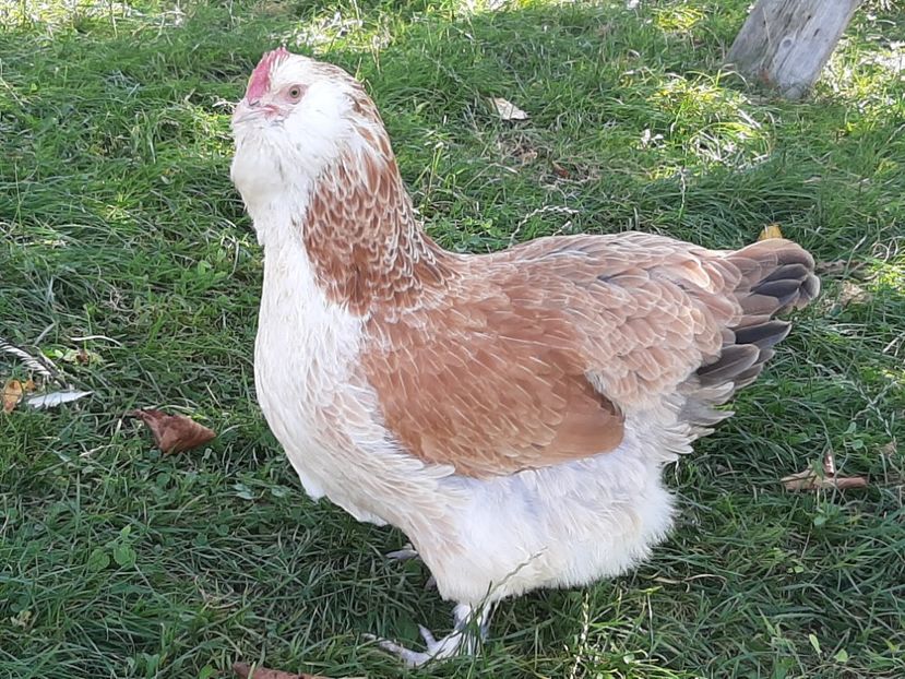  - FAVEROLLES SOMON 2020