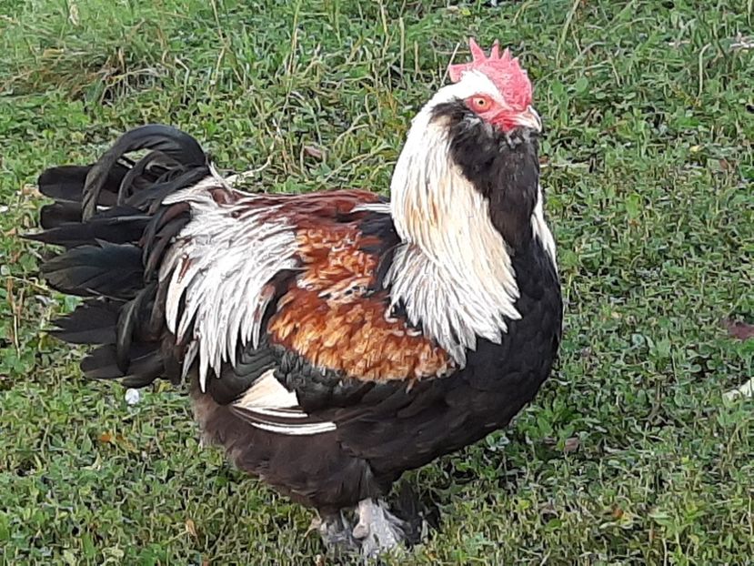  - FAVEROLLES SOMON 2020