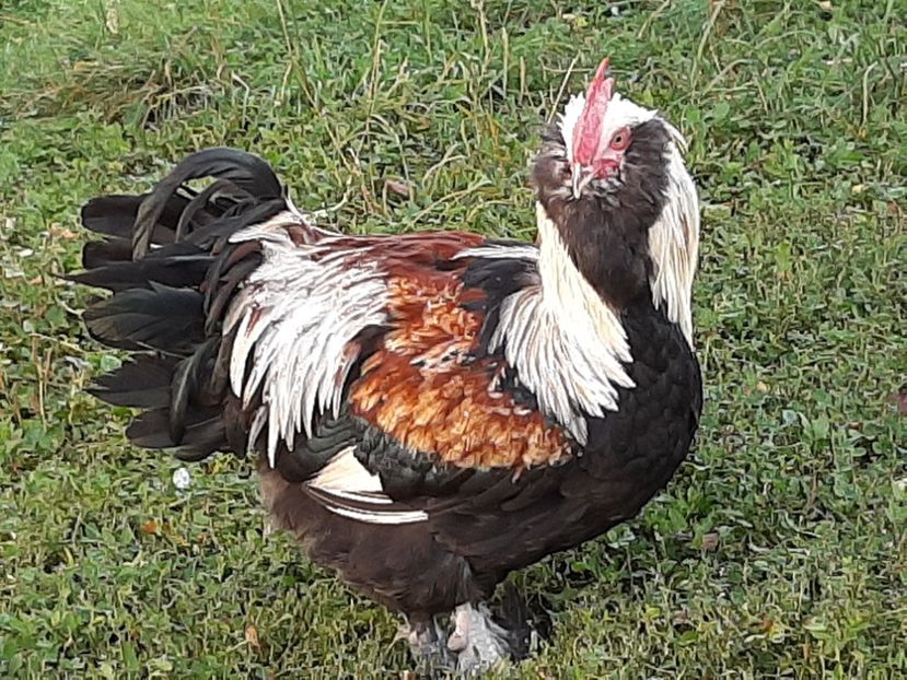  - FAVEROLLES SOMON 2020