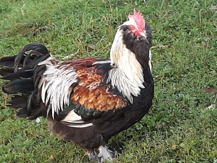  - FAVEROLLES SOMON 2020