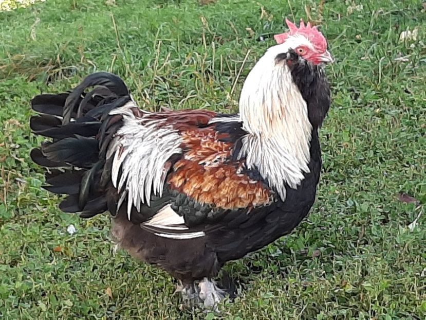  - FAVEROLLES SOMON 2020