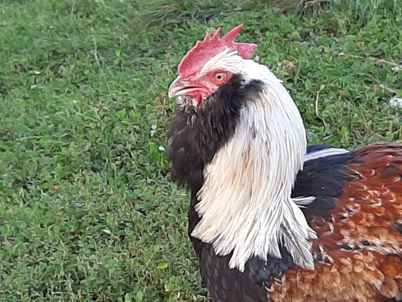  - FAVEROLLES SOMON 2020