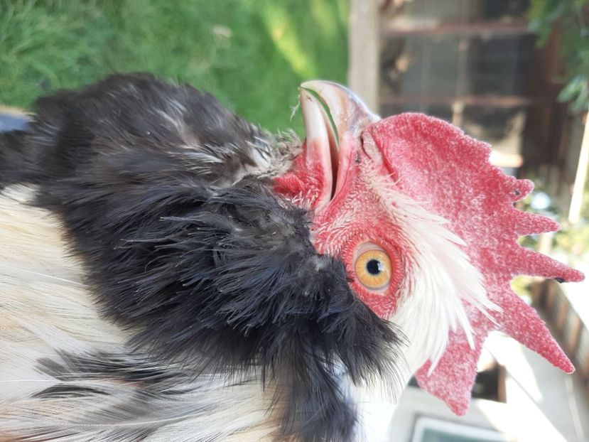  - FAVEROLLES SOMON 2020