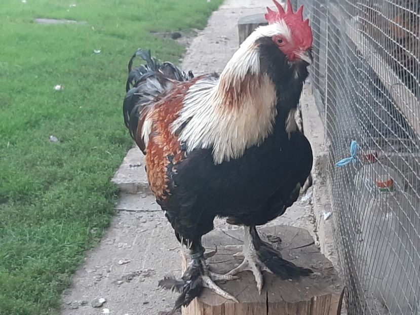  - FAVEROLLES SOMON 2020