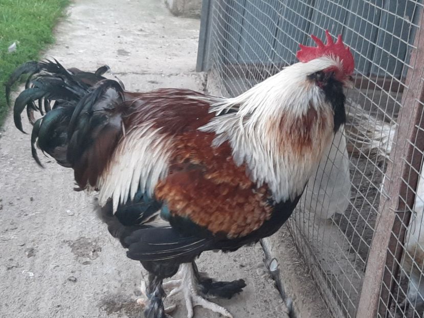  - FAVEROLLES SOMON 2020