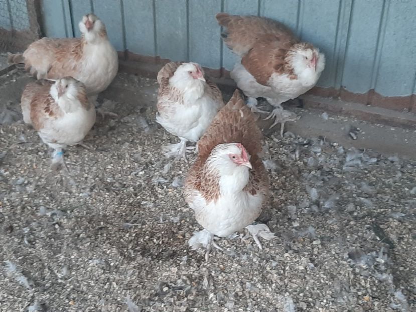  - FAVEROLLES SOMON 2020