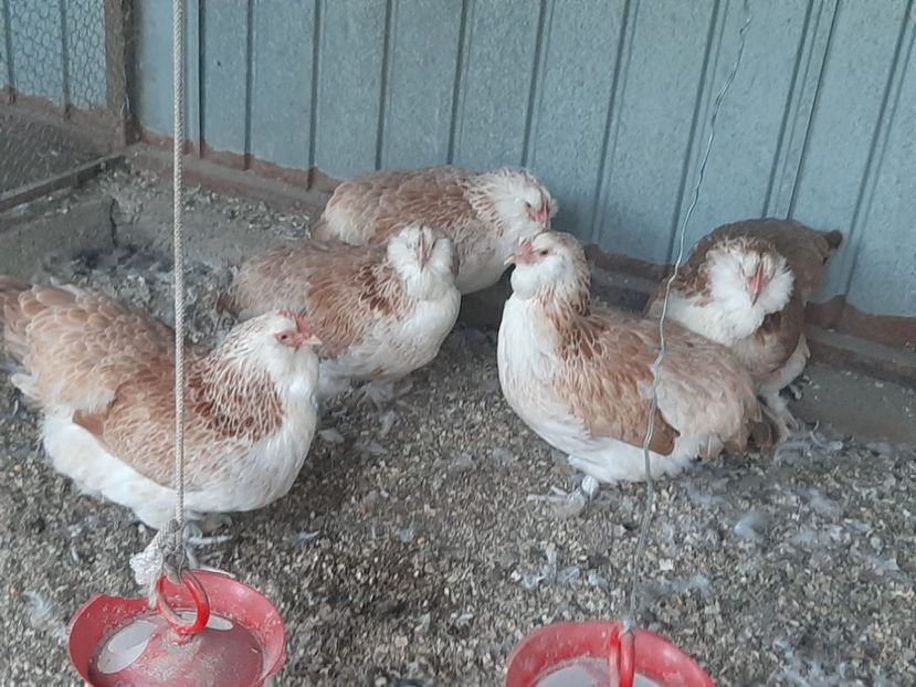  - FAVEROLLES SOMON 2020