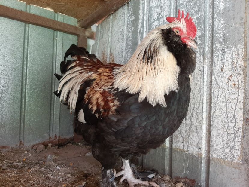  - FAVEROLLES SOMON 2020