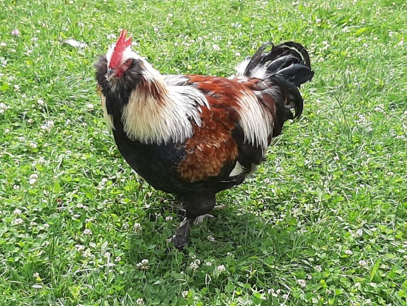  - FAVEROLLES SOMON 2020