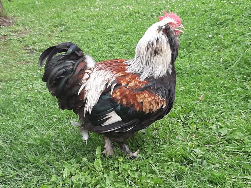  - FAVEROLLES SOMON 2020