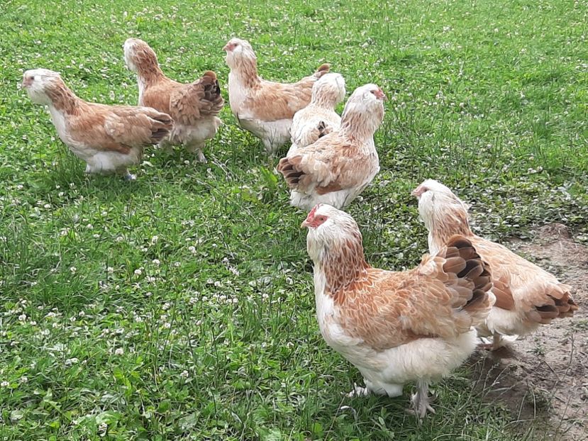  - FAVEROLLES SOMON 2020