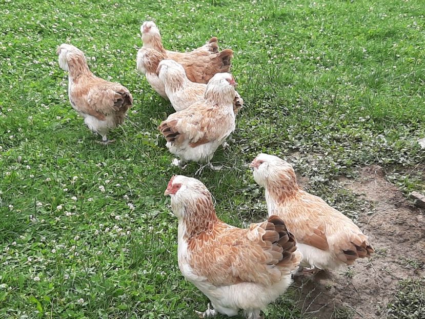  - FAVEROLLES SOMON 2020