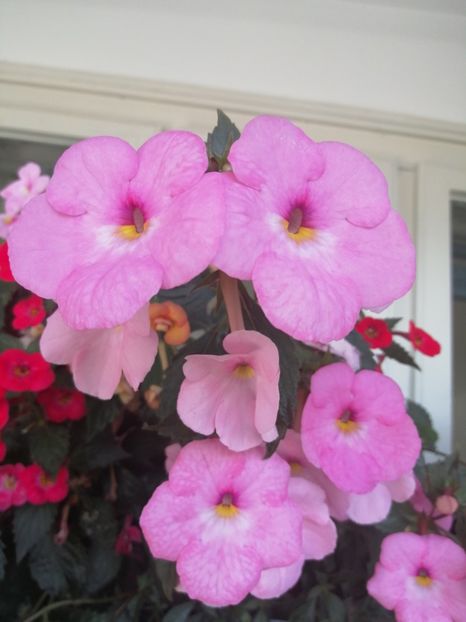  - Achimenes și achimenantha 2020 partea 3