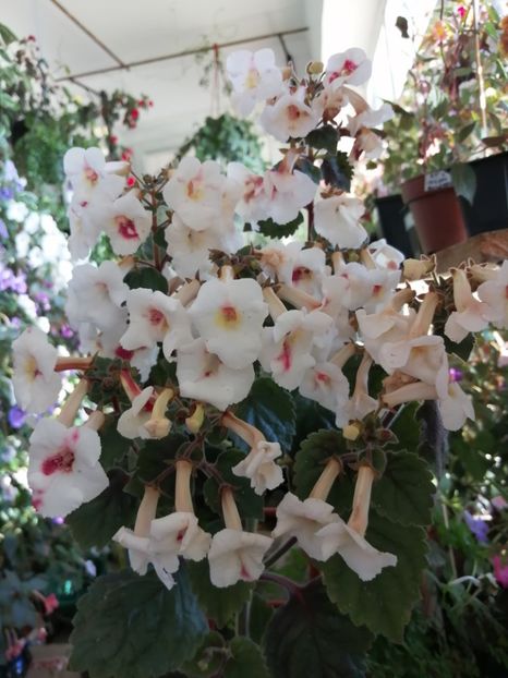  - Achimenes și achimenantha 2020 partea 3