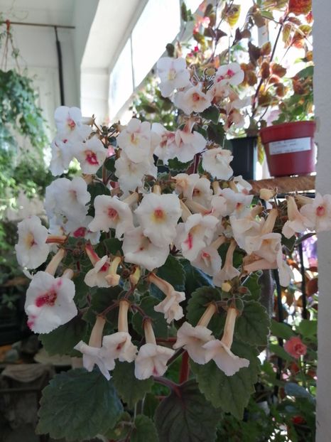  - Achimenes și achimenantha 2020 partea 3