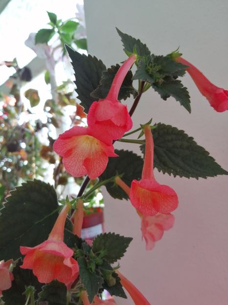  - Achimenes și achimenantha 2020 partea 3