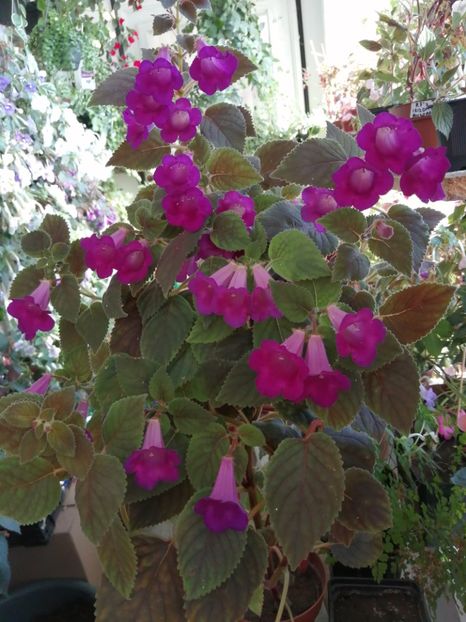  - Achimenes și achimenantha 2020 partea 3