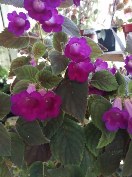  - Achimenes și achimenantha 2020 partea 3