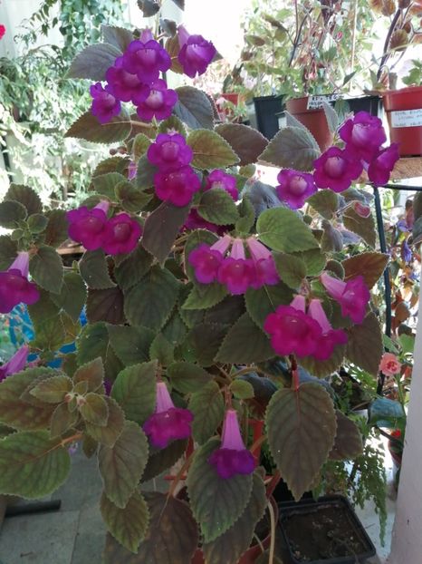  - Achimenes și achimenantha 2020 partea 3