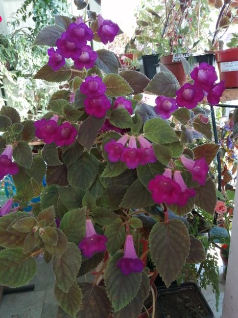  - Achimenes și achimenantha 2020 partea 3