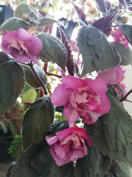  - Achimenes și achimenantha 2020 partea 3