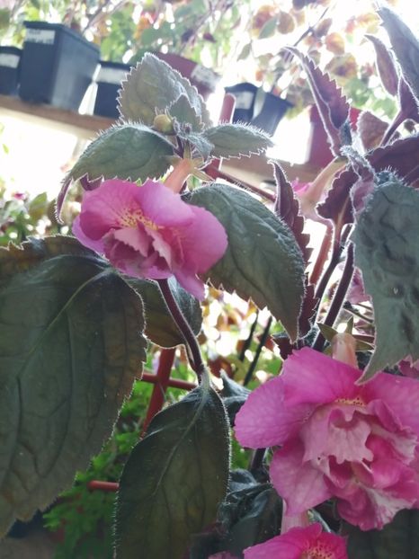  - Achimenes și achimenantha 2020 partea 3