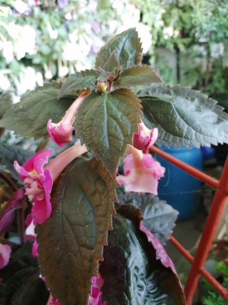  - Achimenes și achimenantha 2020 partea 3