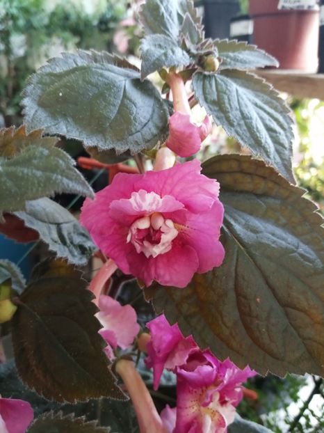  - Achimenes și achimenantha 2020 partea 3