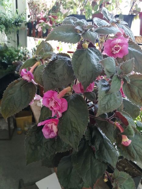  - Achimenes și achimenantha 2020 partea 3