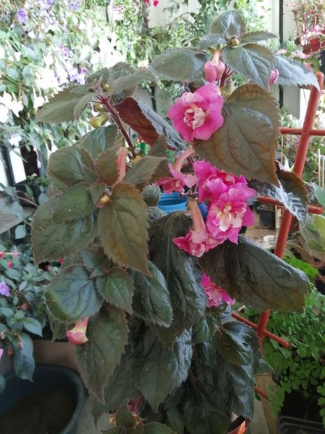  - Achimenes și achimenantha 2020 partea 3