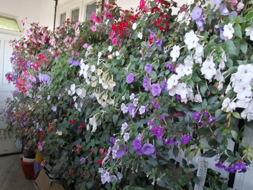  - Achimenes și achimenantha 2020 partea 3