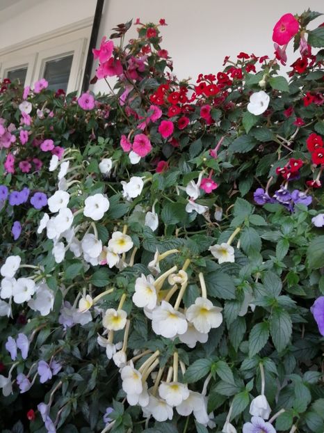  - Achimenes și achimenantha 2020 partea 3