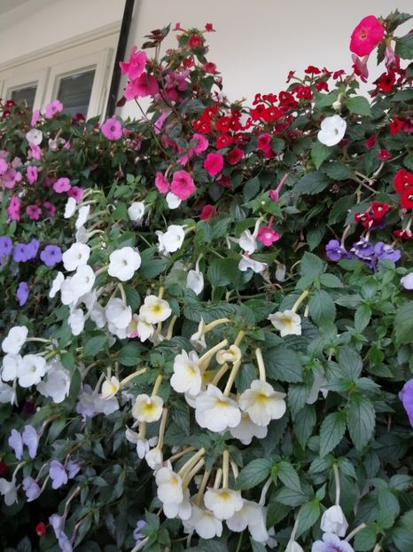  - Achimenes și achimenantha 2020 partea 3