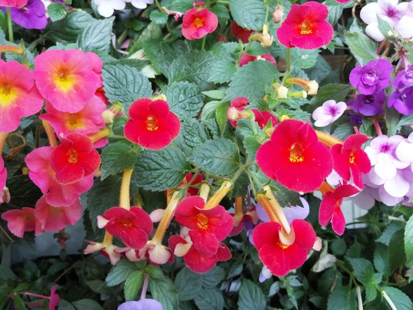  - Achimenes și achimenantha 2020 partea 3