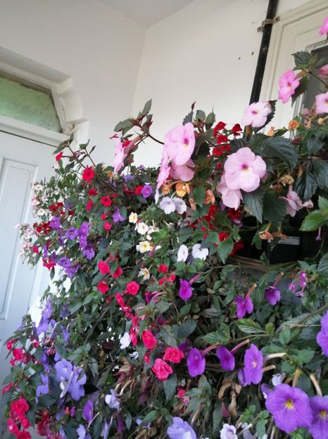  - Achimenes și achimenantha 2020 partea 3