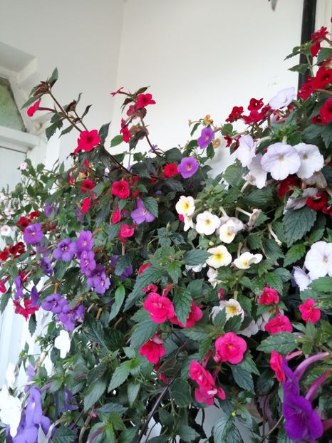  - Achimenes și achimenantha 2020 partea 3