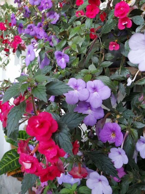  - Achimenes și achimenantha 2020 partea 3