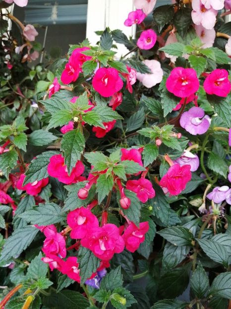  - Achimenes și achimenantha 2020 partea 3