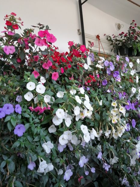  - Achimenes și achimenantha 2020 partea 3